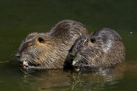 nutria at the streamの写真素材