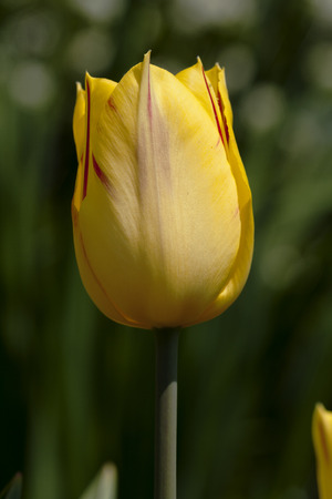 yellow tulipの写真素材