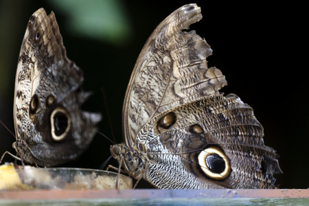 beautiful butterfliesの写真素材