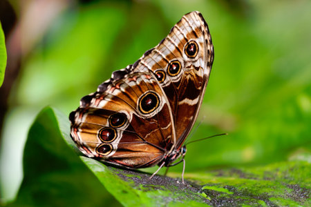 beautiful butterfly