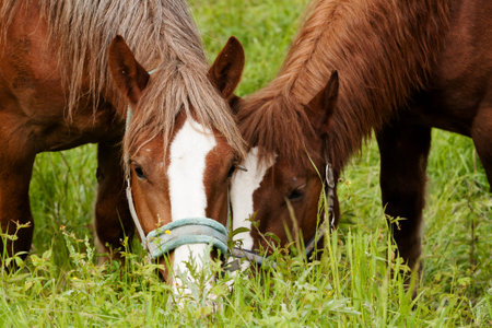 Horses in the wildの写真素材