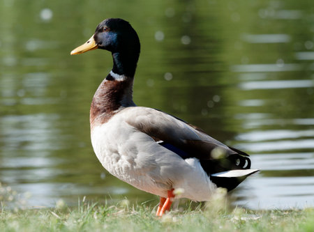 duck on the waterの写真素材