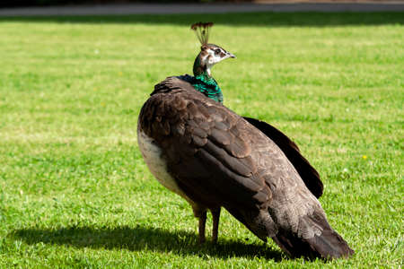 peacock in the parkの写真素材
