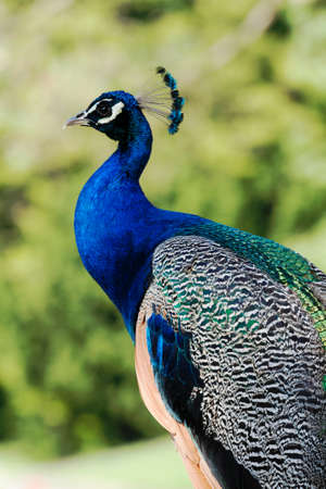 peacock in the parkの写真素材