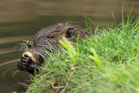 nutriaの写真素材