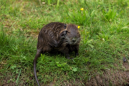 nutriaの写真素材