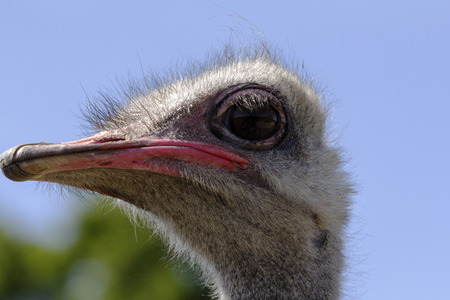 ostrich head close upの写真素材