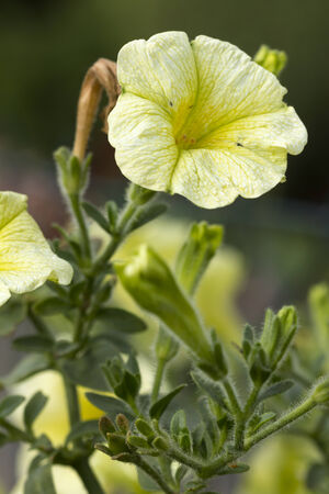 petuniaの写真素材