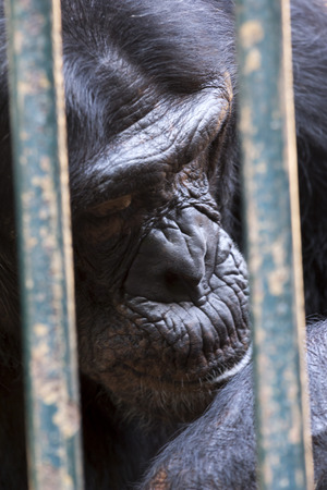 chimpanzeeの写真素材