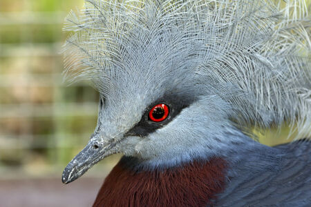 Southern Crowned pigeonの写真素材