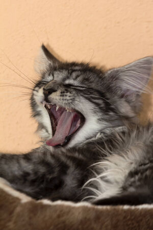 cat yawningの写真素材