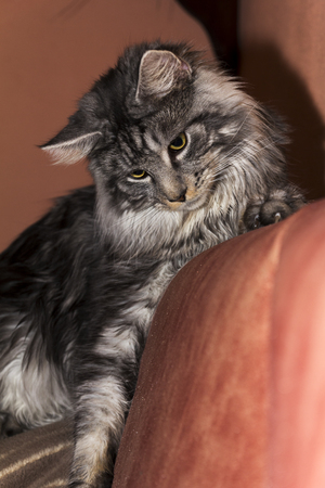 beautiful young tabby cat coonの写真素材