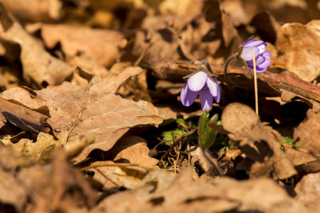 flowering plants in spring nature