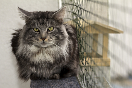 A beautiful young tabby Maine Coonの写真素材