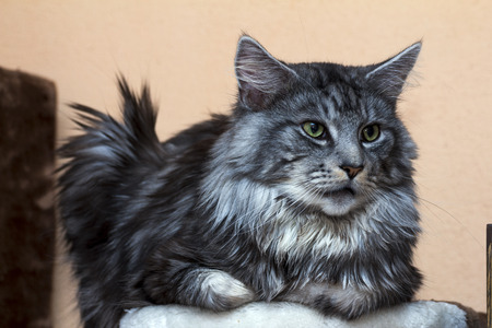 young tabby cat Maine Coonの写真素材