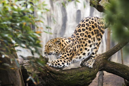 beautiful leopard living in the zooの写真素材