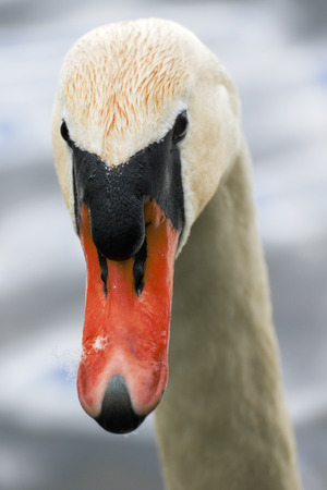 beautiful white swan on the lakeの写真素材