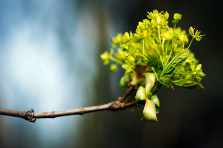 beautiful blooming tree in spring