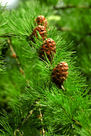 Cones on green coniferous treeの写真素材