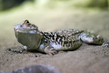 small colored lizard on sandの写真素材