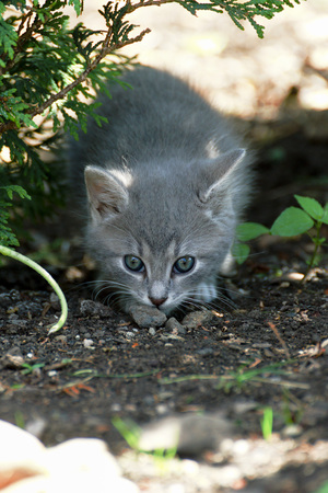 small cat on the prowl in natureの写真素材