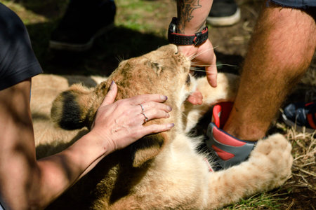 beautiful little lion in gardenの写真素材