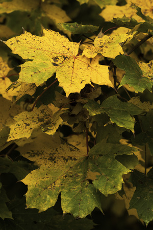 Beautiful fall colors in natureの写真素材