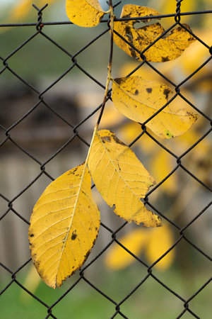 Beautiful fall colors in natureの写真素材