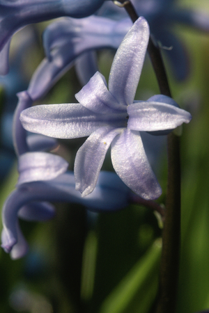 beautiful flowering plant on a rockの写真素材