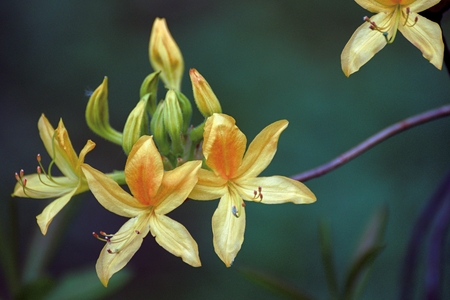 Growing flowers in a park in the springの写真素材