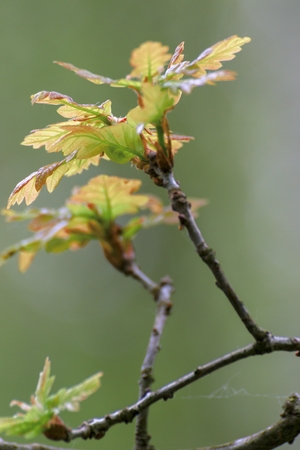 Grown trees in a forest in the springの写真素材