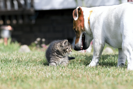 Little kittens play in the grassの写真素材