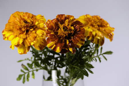 chrysanthemums on a white backgroundの写真素材