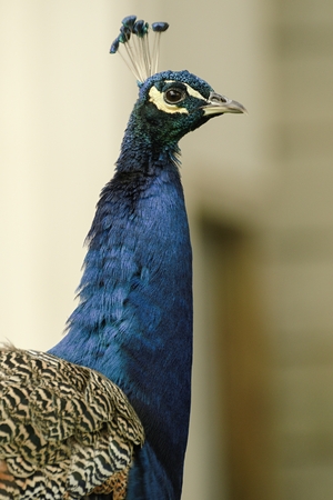 beautiful peacock in the castle gardenの写真素材