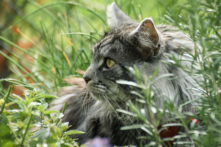 beautiful maine coon in natureの写真素材