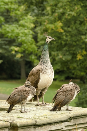 beautiful peacock in the castle gardenの写真素材