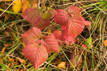 autumn color leaves in nature