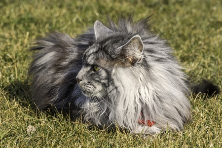 beautiful coon in nature in springの写真素材