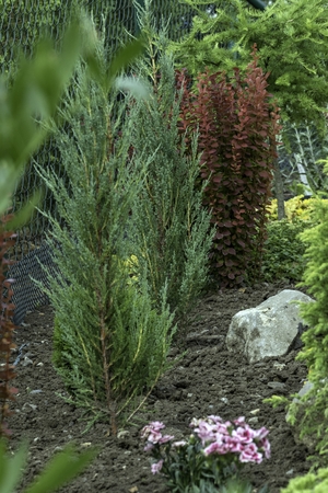 ornamental garden at the house in summer full of plantsの写真素材