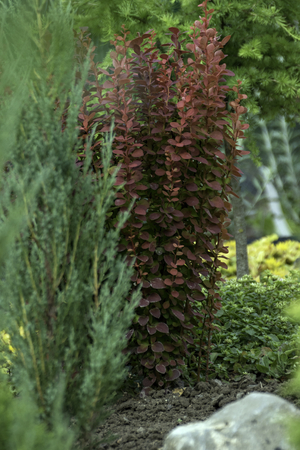 ornamental garden at the house in summer full of plantsの写真素材