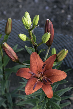 red blooming lily in the gardenの写真素材