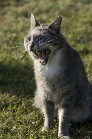 little cat playing on lawn in summerの写真素材