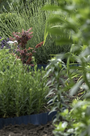 ornamental garden at the house in summer full of plantsの写真素材