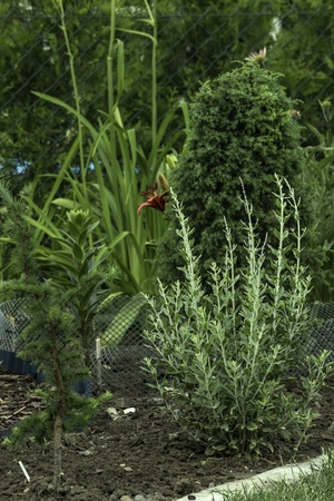ornamental garden at the house in summer full of plantsの写真素材