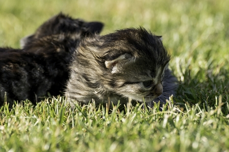 two little kittens playing on the lawnの写真素材
