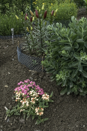 ornamental garden at the house in summer full of plantsの写真素材