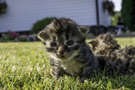 two little kittens playing on the lawnの写真素材