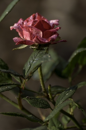 beautiful red rose blooms in the gardenの写真素材