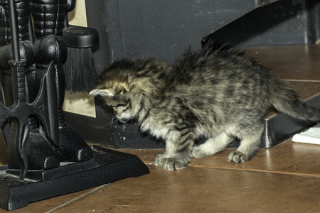 young wolf cats play in the houseの写真素材