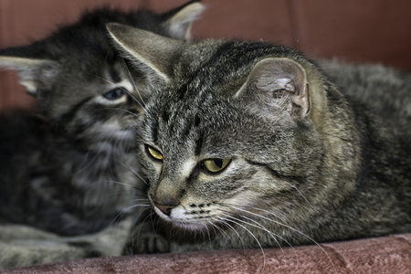 young wolf cats play in the houseの写真素材